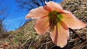 66 Helleborus niger (Elleboro) in fruttescenza con carpine nero ben ramificato